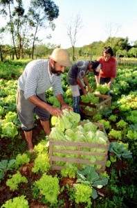 Alimentos organicos 0111