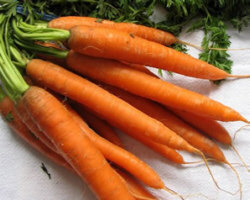 cenoura-rica-em-betacaroteno