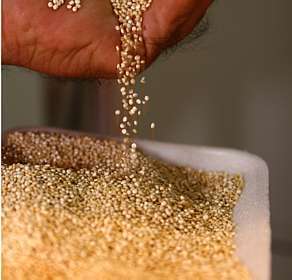 quinoa_agricolA